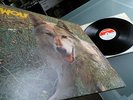 Wolf           - Canis Lupus -   TOP ZUSTAND