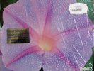 DON RANDI & QUEST New Baby D2D SHEFFIELD LAB 12 TAS List AUDIOPHILE Sealed