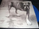 ALICE IN CHAINS 3-Legged Dog 3rd LP vinyl 2-LP unplayed color
