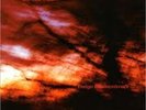 Colour Haze - Ewige Blumenkraft, DLP, lim.ed., handnummeriert, monsterzero