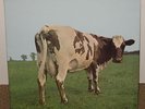PINK FLOYD ATOM HEART MOTHER FRENCH BLUE VINYL LP / RECORD