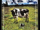 Pink Floyd UPELKUCHEN LUND 1970  BOX SET 30 COPIES  2LP SPLATTER WAX