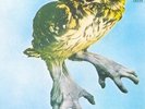 VERY RARE BRAINCHILD HEALING OF THE LUNATIC OWL LP PSYCH / PROG ROCK LP 1970