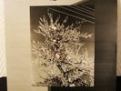 ALPHA SEQUENZ - AXIAL EQUILIBRIUM LP RARE MINIMAL SYNTH / COLD WAVE