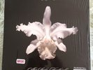 kings of leon aha shake heartbreak uk import clear vinyl lp x2 10