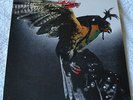 BUDGIE In For The Kill (Original UK Vinyl LP 1974) Ex+ Great Audio