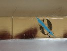 Queens Of The Stone Age ...Like Clockwork USB memory stick official limited ed.