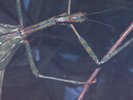 YBO2: Pale Skin, Pale Face MINT double-LP Japanese noise experimental Merzbow