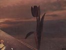 LP:The Pretty Things,Parachute[NM] (Harvest)