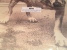 ALICE IN CHAINS   3 Legged Dog vinyl 2-LP unplayed color w/inserts