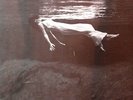 BILL EVANS JIM HALL - Undercurrent - LP Vinyl Record Original (UAJ-14003) SEALED
