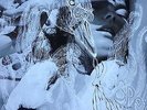 BJORK 