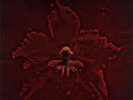MACHINE HEAD-THE BURNING RED-VINYL LP ROADRUNNER NEW