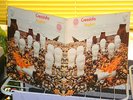 Cressida LP Asylum  1971 Vertigo Swirl German 1st Press in Mint Minus