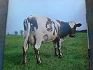 LP PINK FLOYD Atom Heart Mother RARE DE, MINT-