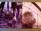 PEARL JAM 'Vs'  Gatefold Lp Original Press 1993 Unplayed