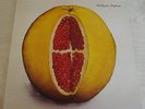 Shelleyan Orphan - Humroot LP (UK Rough Trade / The Cure) EX/EX