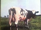 Pink Floyd Atom Heart Mother Lp Original Master Recording