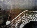MY DYING BRIDE