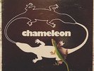 Chameleon LP Record. Rare Minneapolis Bar Band. AOR Rock. 1981 Platinum Yanni