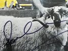 Paul McCartney Ram - Signed Lp Beatles UK Press PAS 10003 Stereo