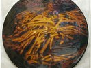 The JESUS LIZARD Goat 1991 US ORG Picture Disc LP Noise MINTY TOUCH and GO