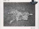 Ora Iso - Bathcat Vinyl US LP