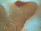 PINK FLOYD-LP- MEDDLE- HARVEST-UK ORGINAL- 1971 - MINT