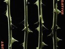 Type O Negative - OCTOBER RUST