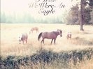 Bill Callahan - Sometimes I Wish We Were an Eagle