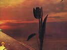 LP NEW PRETTY THINGS PARACHUTE U.S RARE EARTH