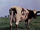 Pink Floyd, Atom Heart Mother, DE FOC original