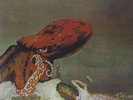 Gentle Giant Octopus lp new reissue vinyl