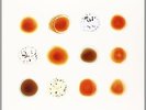PETER GABRIEL-SCRATCH MY BACK AND I'LL SCRATCH YOURS 180 GR AUDIOPHILE 2-LP 2013