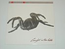 ADRIAN’S WALL Caught In The Web LP ADRIAN CAMPBELL Brett Garsed NEW WAVE