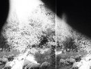 Godspeed You Black Emperor Asunder Sweet And Other Distress Vinyl LP Record NEW
