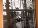 Paul McCartney - Chaos and Creation in the Backyard 2005,vinyl LP UNPLAYED