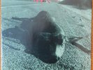 PEARL JAM Who KIlled Rudolph - Sonic Reducer 45 RPM 7
