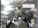 Rush 'Presto' Rare Original US LP