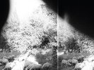 Asunder Sweet & Other Distress - Godspeed You Black Emperor (2015, Vinyl NUEVO)
