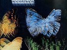 MORTON SUBOTNICK 4 butterflies US QUANDRAPHONIC 1974 EX