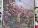 Wolf Alice Giant Peach