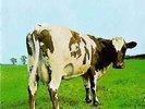 Pink Floyd - Atom Heart Mother (Pink Vinyl)