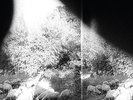 GODSPEED YOU BLACK EMPEROR ASUNDER SWEET AND OTHER DISTRESS 180G LP IN STOCK