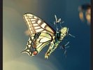 AMON TOBIN**ISAM (LTD ED/DOWNLOAD CODE)**2LP