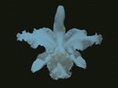 Aha Shake Heartbreak [VINYL], 8718469530229, Kings of Leon
