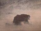 VILLAGES - Procession Acts - Vinyl (LP + MP3 download code)