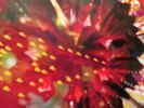 CARIBOU VIBRATION ENSEMBLE Live 2011 NEW VINYL LP LIMITED - EXPERIMENTAL