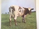 PINK FLOYD Atom Heart Mother RARER ORIG UK 1970 Pre-EMI HARVEST LP
