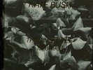 Kate Bush 7